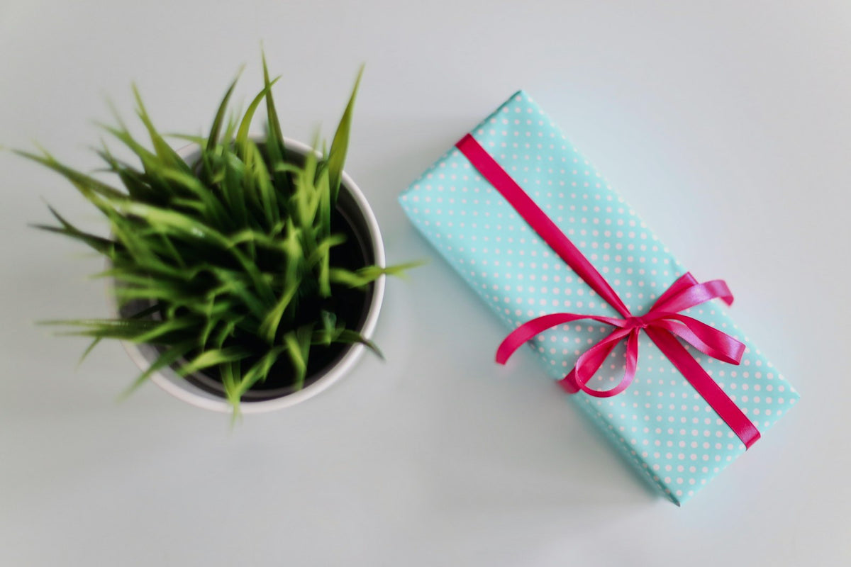 White gift box next to a green plant