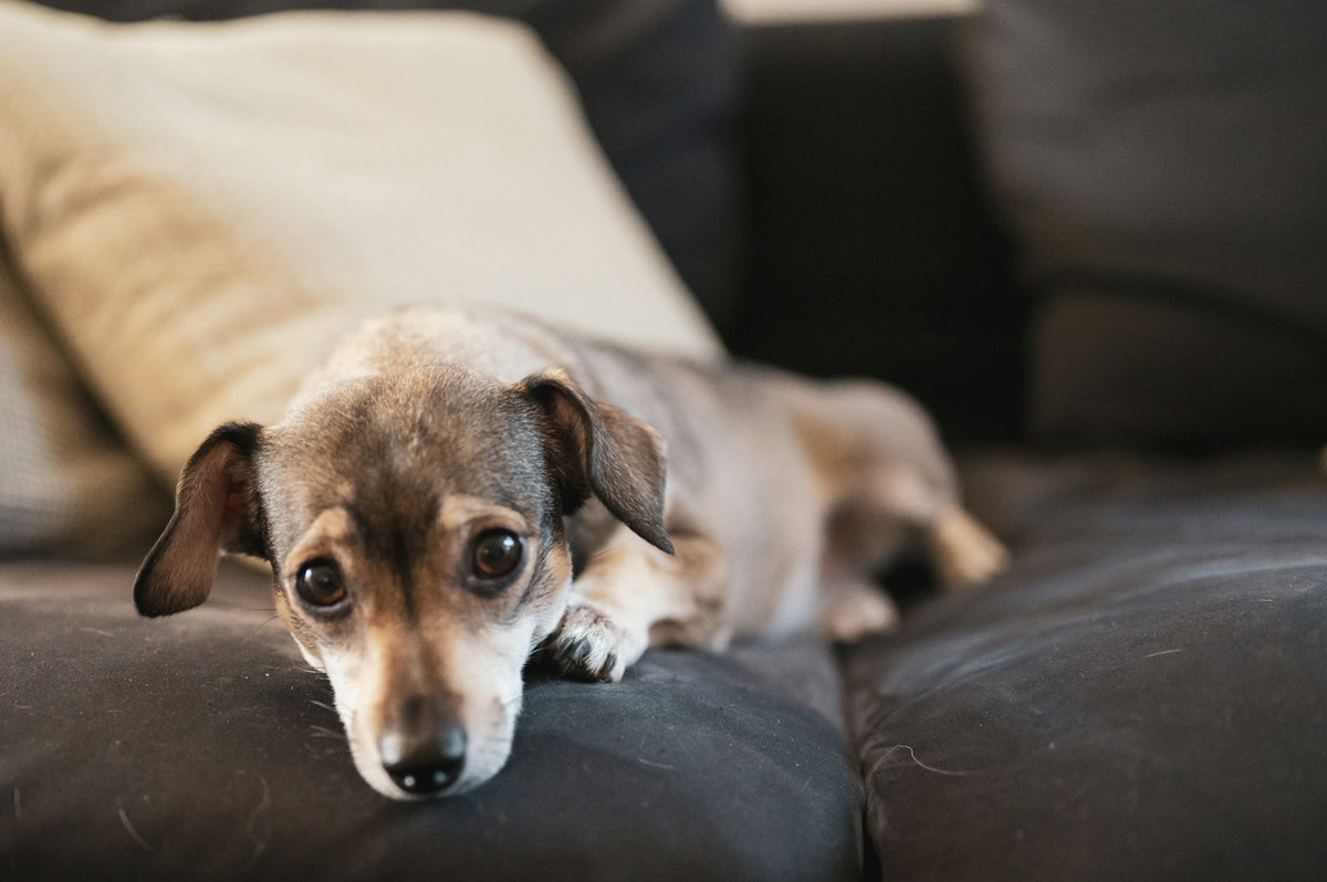 Small brown and white dog lying on a sofa