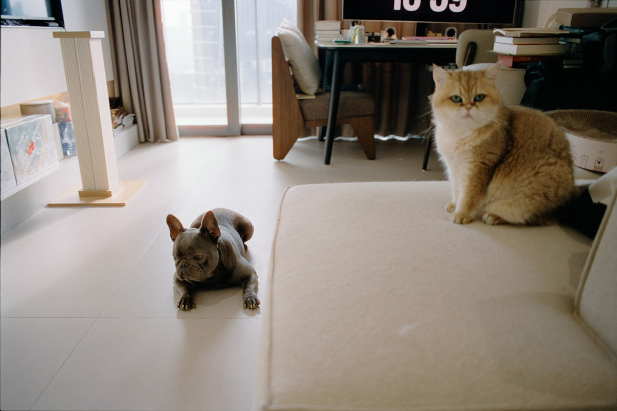 Two cats relaxing in a stylish, pet-friendly modern living room